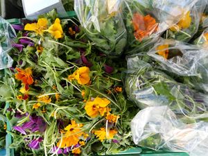 Fresh baby leaf salad mix at Gartneriet Rødmose in Vejle