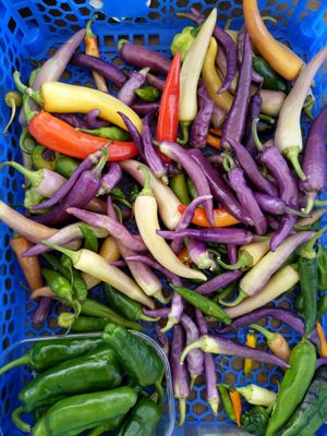 Best place to look for organic chili at Gartneriet Rødmose in Vejle