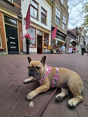 Entspannte Strasse davor at Lente - Vegan Patisserie in Gouda