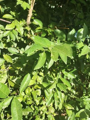 Organic garden at Organic Cooking Class in Sigiriya