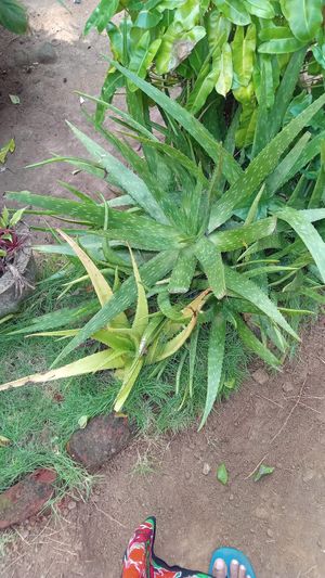  at Organic Cooking Class in Sigiriya