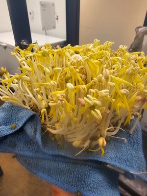 Growing Mung Bean Sprouts at Gindee's Vegan - Maybe closed in San Antonio