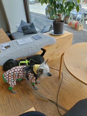 Dog friends are welcomed at Raawka in Vaasa