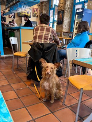 This cutie pie looked at us while we were eating 🐶❤️ at Maus Food & Drinks in Oviedo