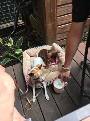 Outdoor spot for the dogs byob bed ;) at Cashew in Chattanooga