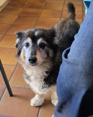 Cutest dog inside at Queen Beans in Uppsala