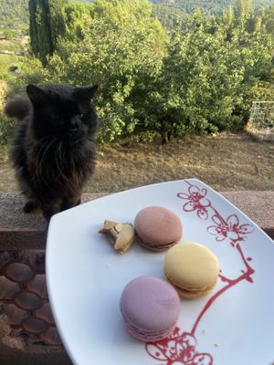 Macaroons  at Pâtisserie Philippe Segond Meilleur Ouvrier de France in Aix-en-provence