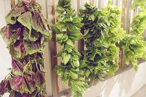 veggies at Vege Creek 蔬河 - Yanji St in Taipei