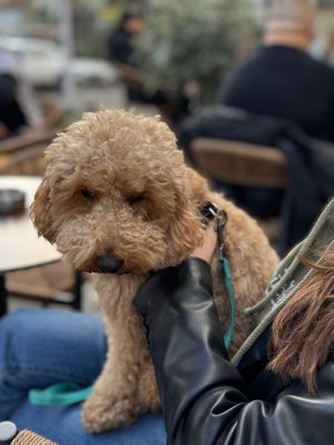 Furry friends at Ottos Restocafé in Tirana