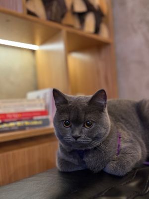  at Ottos Restocafé in Tirana