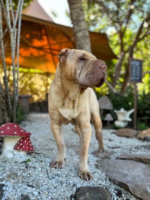 MushBun is a dog friendly destination so bring your fury friend along to meet Chickpea… the queen of the fairies.  at MushBun Fairy Garden - Food Truck - Maybe closed in New Brighton