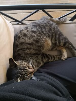 #Veganuary at Schiller Kaffee Kemer & Franco's Pizza in Kemer