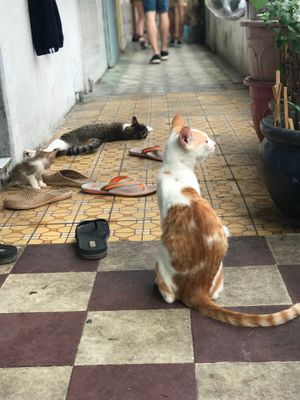  at Spring Not So Boring Vegan Cooking Class in Ho Chi Minh City