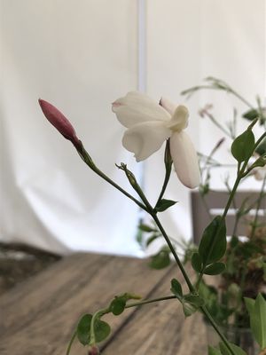   at Aroma Café in Corsica