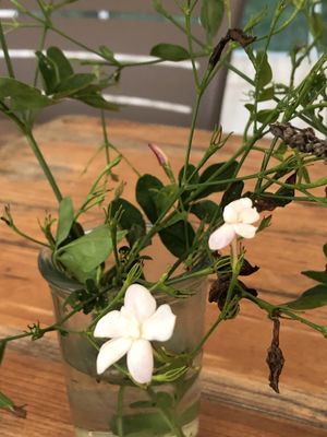   at Aroma Café in Corsica