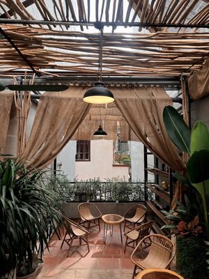 Plants at Phê Chay in Hanoi