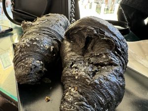 vegan croissant  at 1000 Coffee & Bakery in Venice