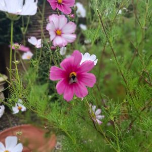 Gardens at The Straw Kitchen in Whichford