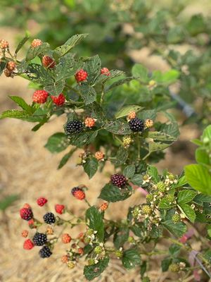  at Lookmee Blackberries Farm & Cafe in Pak Chong