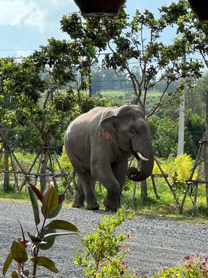  at Lookmee Blackberries Farm & Cafe in Pak Chong