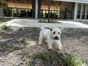   at Lookmee Blackberries Farm & Cafe in Pak Chong