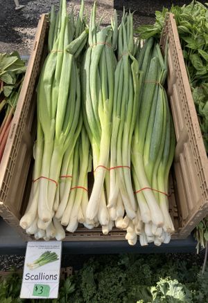 Huge scallions! at Apple Valley Farmers Market in Apple Valley