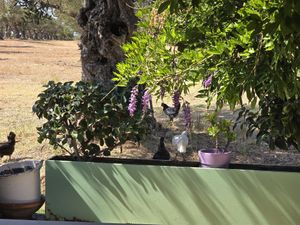Chickens at Tranakas Bakery - Τράνακας Φούρνος in Zakinthos