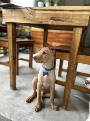 Doggos  at Bay Brew - Maybe closed in San Vicente Palawan