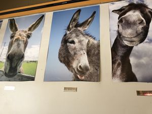 Donkey "ass" photos at Gazali's in Clive