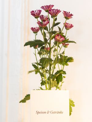 drinks%food  at Playing With Eels in Berlin