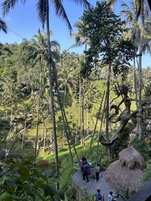 View from restaurant😍  at Cretya Jungle in Gianyar