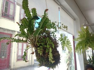 Eco deco at Essencials Café & Ayurveda in Povoa De Varzim