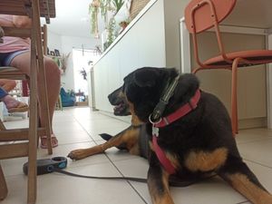 Pet friendly at Essencials Café & Ayurveda in Povoa De Varzim