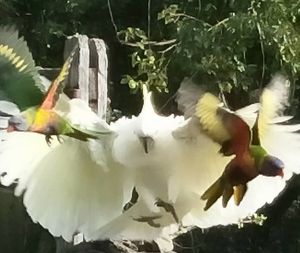Garden visitors at Gold Coast Insight Retreats in Tallebudgera