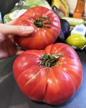 Huuuge and juicy tomatoes! at Ametller Origen in Premia De Mar