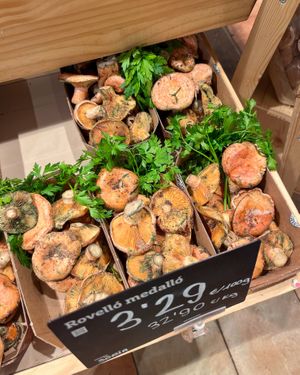 Seasonal Catalan mushrooms at Ametller Origen in Premia De Mar