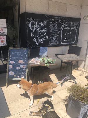 Puppies outside!  at CHOICE in Kyoto