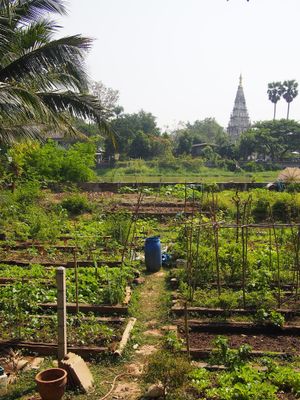 View from the tables!!  at Happy Green in Chiang Mai