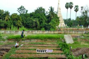 Picking the veggies from the garden. at Happy Green in Chiang Mai