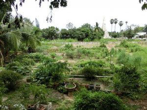 organic garden June 2014 at Happy Green in Chiang Mai
