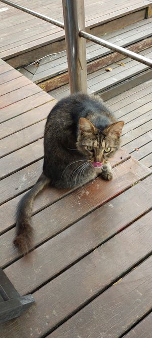 Gatos no local at Basílico in Cairu