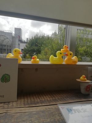 ducks at Pamplemousse in Sendai