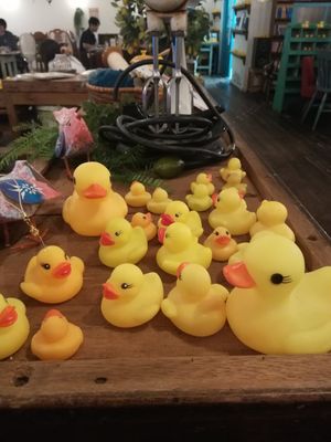 even mooore ducks at Pamplemousse in Sendai