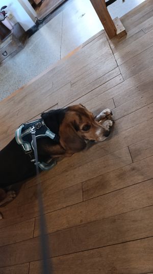 Ze hebben ook een hondenmenu met 3 verschillende hypoallergene en glutenvrije snacks, niet vegan trouwens😉maar wel handig at Munchies Bakery in Ootmarsum