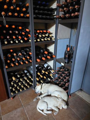 Wine and very cute doggy family. at Grampsas Winery & Restaurant in Planos