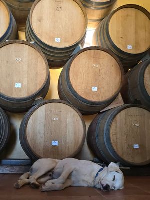Wine cask and cute dog. at Grampsas Winery & Restaurant in Planos