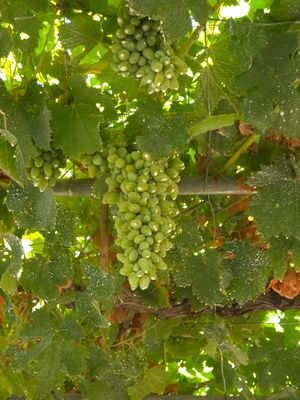 Grapes for wine. at Grampsas Winery & Restaurant in Planos