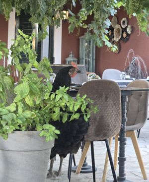 Chicken at Grampsas Winery & Restaurant in Planos