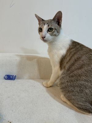 Adoptable cat 😻  at ASOK Pethouse Cat Cafe in Bangkok