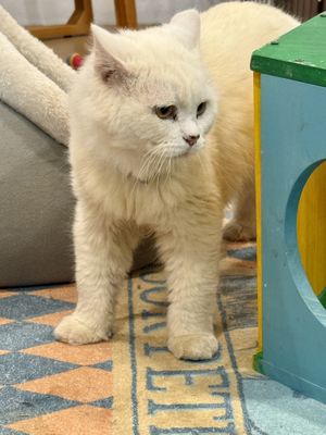 Adoptable cat 😻  at ASOK Pethouse Cat Cafe in Bangkok
